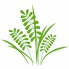 Виниловая наклейка Herb